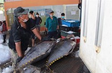 Exportaciones de atún de Vietnam aumentan en el primer semestre