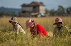 Exportaciones de arroz de Camboya aumentan más de 16% en el primer semestre