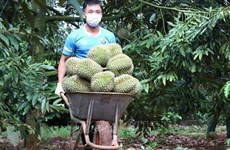 Efectuarán el primer Festival de Durián en localidad vietnamita 