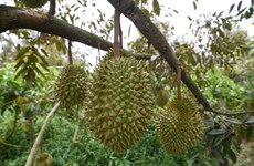 Impulsa Vietnam eficiencia del cultivo de durián para expotación a China