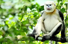Trabajan por conservación sostenible de los primates endémicos de Vietnam