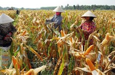 Promueven reducción rápida y sostenible de la pobreza en Vietnam