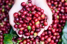 Exportaciones cafeteras de Vietnam crecen 46,2 por ciento