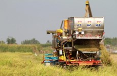 Tailandia aprueba plan agrícola para provincias del Corredor Económico Oriental