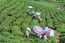 Vietnam impulsa desarrollo económico en regiones de meseta y montañosa del Norte