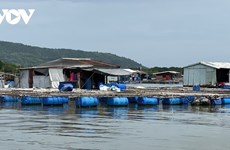 Satisfechos piscicultores en provincia vietnamita por aumento del valor de productos