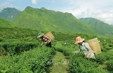 Vietnam, séptimo mayor productor de té en el mundo 