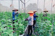 Apoyan a los agricultores de la provincia de Bac Ninh en producción agrícola
