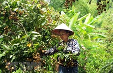 Provincia vietnamita de Son La busca mercados para el longan 