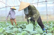 Dang Xa, gran huerto de verduras con estándares orgánicos en Hanoi