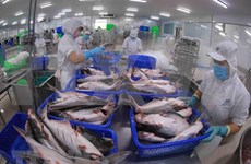 Cae la exportación vietnamita de camarones y sube la del pescado Tra