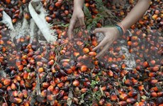 Indonesia extiende exención del impuesto a exportación de aceite de palma hasta finales de octubre