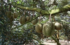 Permiten a 51 áreas de cultivo de durián vietnamita para exportación a China