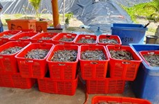 Indonesia por aumentar producción de camarones a dos millones de toneladas