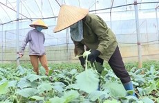 Vietnam logra grandes avances en reducción de la pobreza