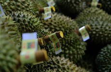 Provincia vietnamita exporta primer lote de durián a China 