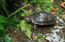 Lanzan una guía para identificar tortugas terrestres y de agua dulce en Vietnam