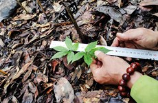  Despliegan cultivo piloto de ginseng de Ngoc Linh en Reserva Natural de Hon Ba
