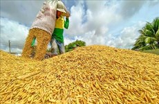 Proyecto financiado por Alemania beneficia a 10 mil agricultores vietnamitas 
