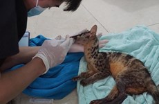 Rescatan en provincia vietnamita animales en peligro de extinción 