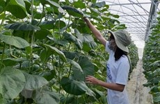 Exportaciones de productos agrícolas orgánicos de Vietnam alcanzan 335 millones de USD