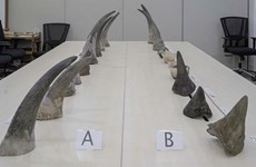 Singapur realiza la mayor incautación de cuernos de rinoceronte