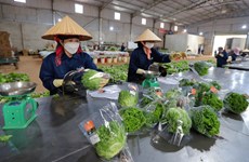 Vietnam se esfuerza por exportar verduras limpias a Singapur y Corea del Sur