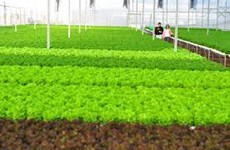 Hanoi: Productos agrícolas de alta tecnología alcanzarán 70 por ciento en 2025