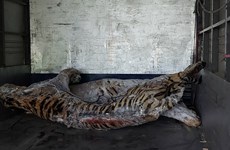 Conserva Vietnam cadáveres de tigres cautivos para investigación científica