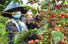 Periódico alemán refleja impacto del cambio climático para café vietnamita 