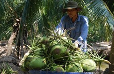 Provincia vietnamita expande el cultivo de coco orgánico