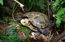 Descubren variedades raras de tortugas en Reserva Natural de Vietnam