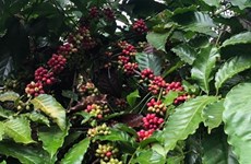 España, mercado potencial para café vietnamita