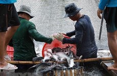 Exportaciones de pescado Tra de Vietnam a la ASEAN registran crecimiento espectacular 