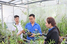 Lam Dong proporcionará financiación a nuevas empresas de jóvenes