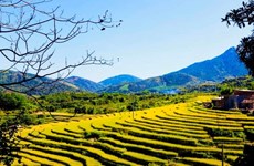 Festival de temporada dorada en provincia vietnamita deleitará a visitantes