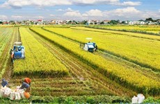 Australia y Vietnam cooperan en desarrollo de nuevas variedades de arroz