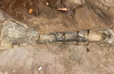 Fósil de dinosaurio encontrado en Camboya