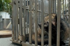 Película vietnamita alerta riesgos de epidemia por consumo de animales silvestres