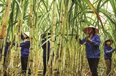 Industria azucarera de Vietnam apunta a restaurar producción de caña