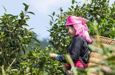 Localidad vietnamita promueve exportación del té orgánico Shan Tuyet