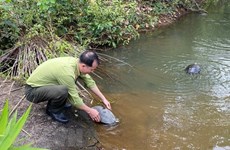 Liberan en Vietnam 112 animales salvajes raros al hábitat natural 
