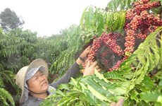 Vietnam y Alemania por impulsar nexos en comercio de café