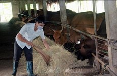 Cría de bovinos de carne trae buen ingreso a provincia vietnamita  