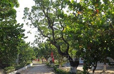 Entregan árboles para reverdecer distrito insular vietnamita de Truong Sa