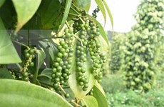 Vietnam se mantiene como mayor productor y exportador mundial de pimienta