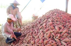 Batatas y nidos de golondrinas vietnamitas se exportan oficialmente a China