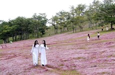 Efectuarán Festival de hierbas rosadas de Lang Biang