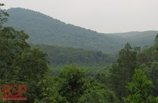 Provincia de Bac Giang impulsa el desarrollo forestal sostenible