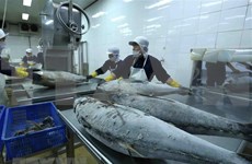 Exportaciones de atún de Vietnam registran crecimiento impresionante